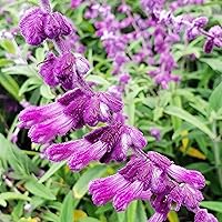 Vista 2 de 20 semillas de salvia arbustiva mexicana (Salvia Leucantha), semillas de salvia de terciopelo, semillas de flores tradicionales sin OMG, llamativa