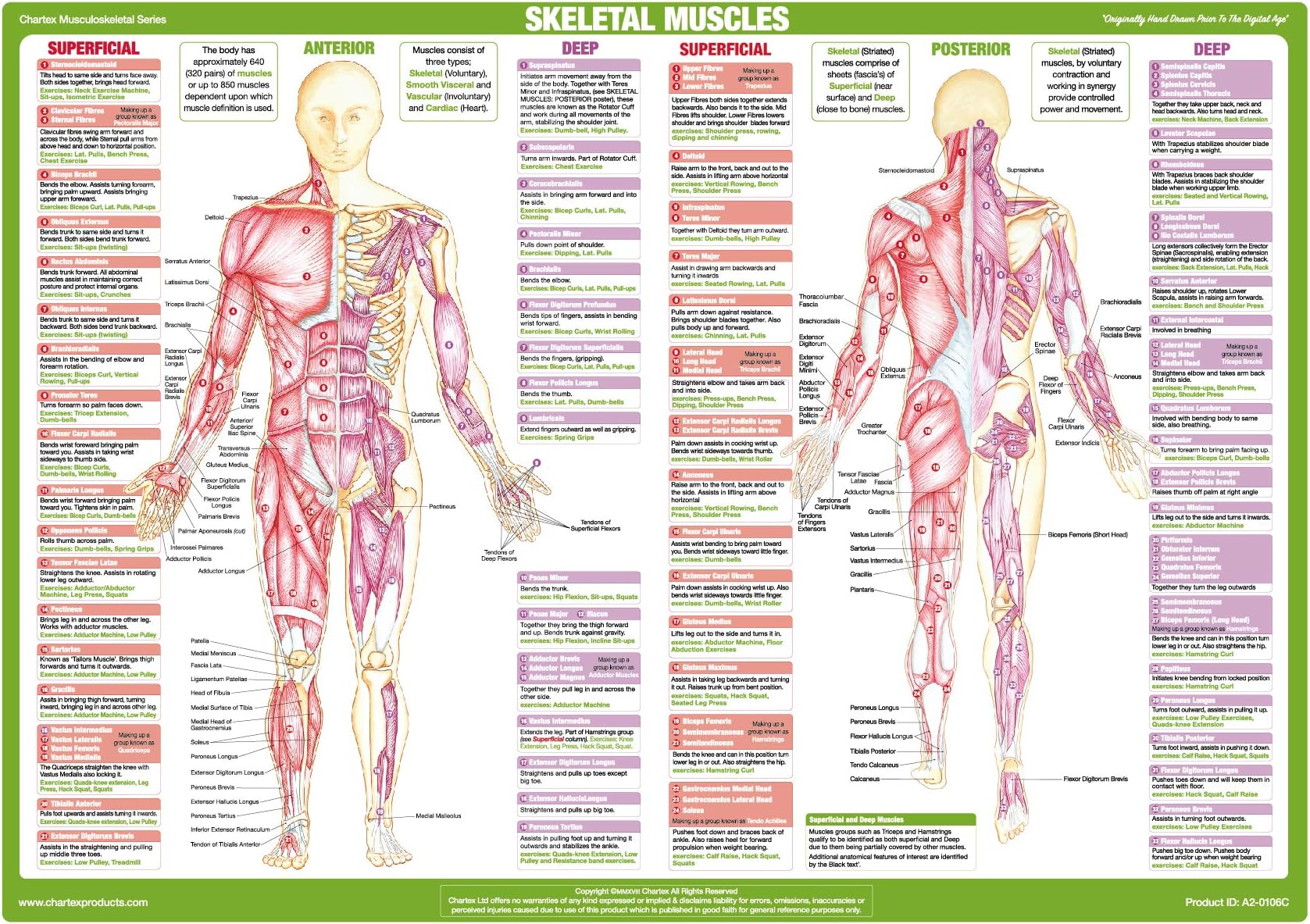 Muscle Anatomy Charts (A2 Laminated, Muscles Chart - Anterior and Posterior)