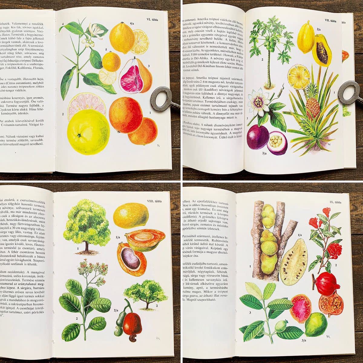 Amazon.co.jp: ハンガリーの古い植物図鑑(Kulturnovenyek 1976年