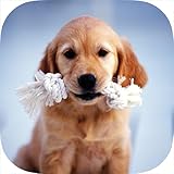 ValuedApps