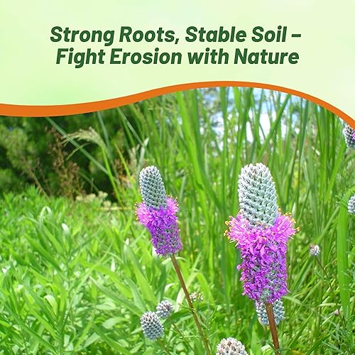 Miniatura 5 de Outsidepride - Semillas de trébol púrpura de la pradera “dalea purpurea” perenne, forraje para marmotas, conejos, ciervos y ganado, 1,000 semillas