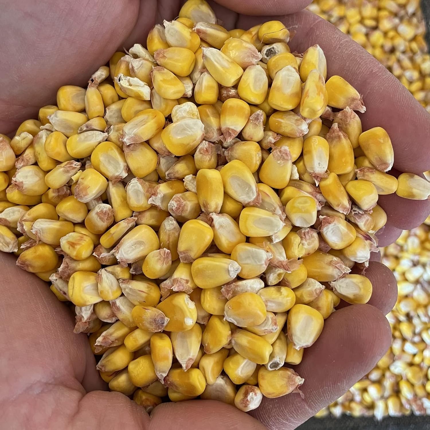 Yellow Corn Organically Grown in Michigan, Farmer Direct, USDA Organic Certified, Non-GMO, Vegan, Maíz, Dry 50 Lbs Total // Findlay's Organics (50 Pound)