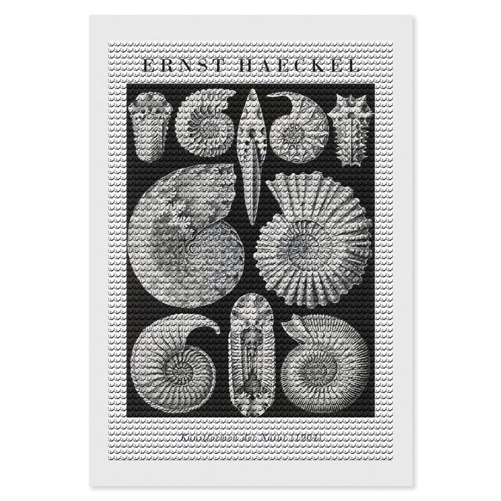 Junmoney Ernst Haeckel Ammonite Illustration 5D Diamond Painting Kit 8"x12", Relaxing DIY, Mindful Craft Project, Full Kit Included, Thoughtful Present