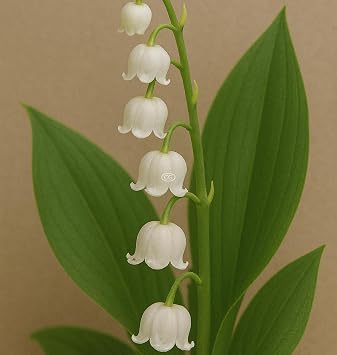 Convallaria majalis 25 Bare Root Plants
