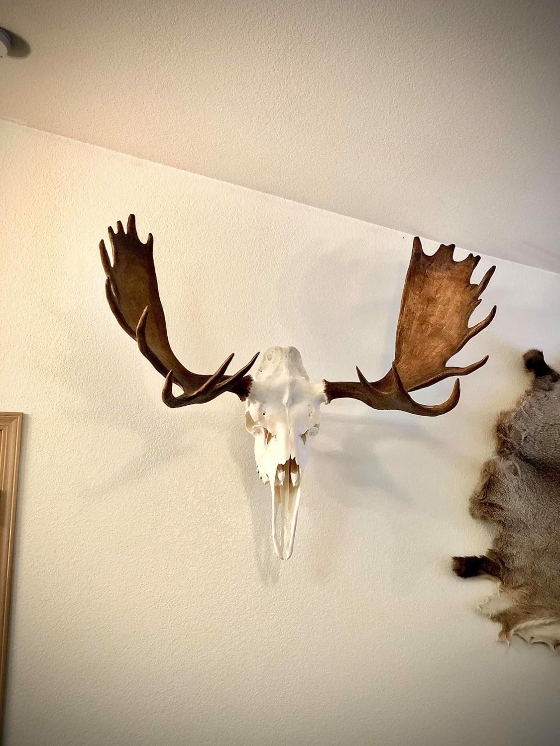 European Skull Mount Hangers Trophy Buck: Deer, Raging Bull: Elk, and Mammoth: Steer/Bison/Moose (Mammoth Black)
