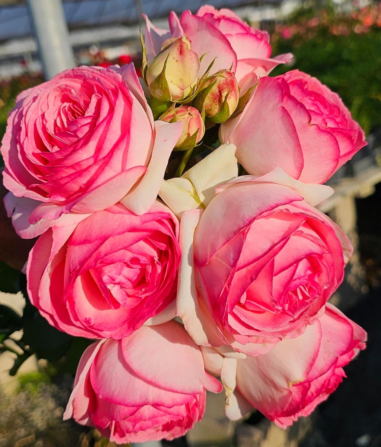 Ma Cherie Roses - Eden Rose Climbing Rose Live Plant, Rose Bushes Ready to Plant, Potted 2 Quart, Live Outdoor Plants, Pink Climbing Rose, Plant Gifts, Live Plants Outdoor, Roses Live Plants