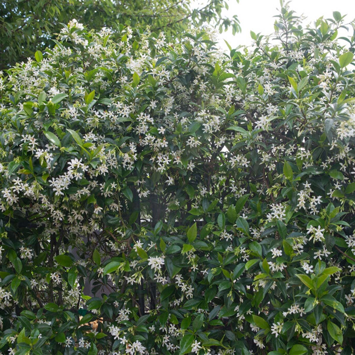 Bloomique - Lot de 2 - Trachelospermum jasminoides - Jasmin étoilé rose - Plantes grimpantes - Plantes de jardin - Persistantes - Rustiques - Hauteur 50-70 cm - Pot 15 cm