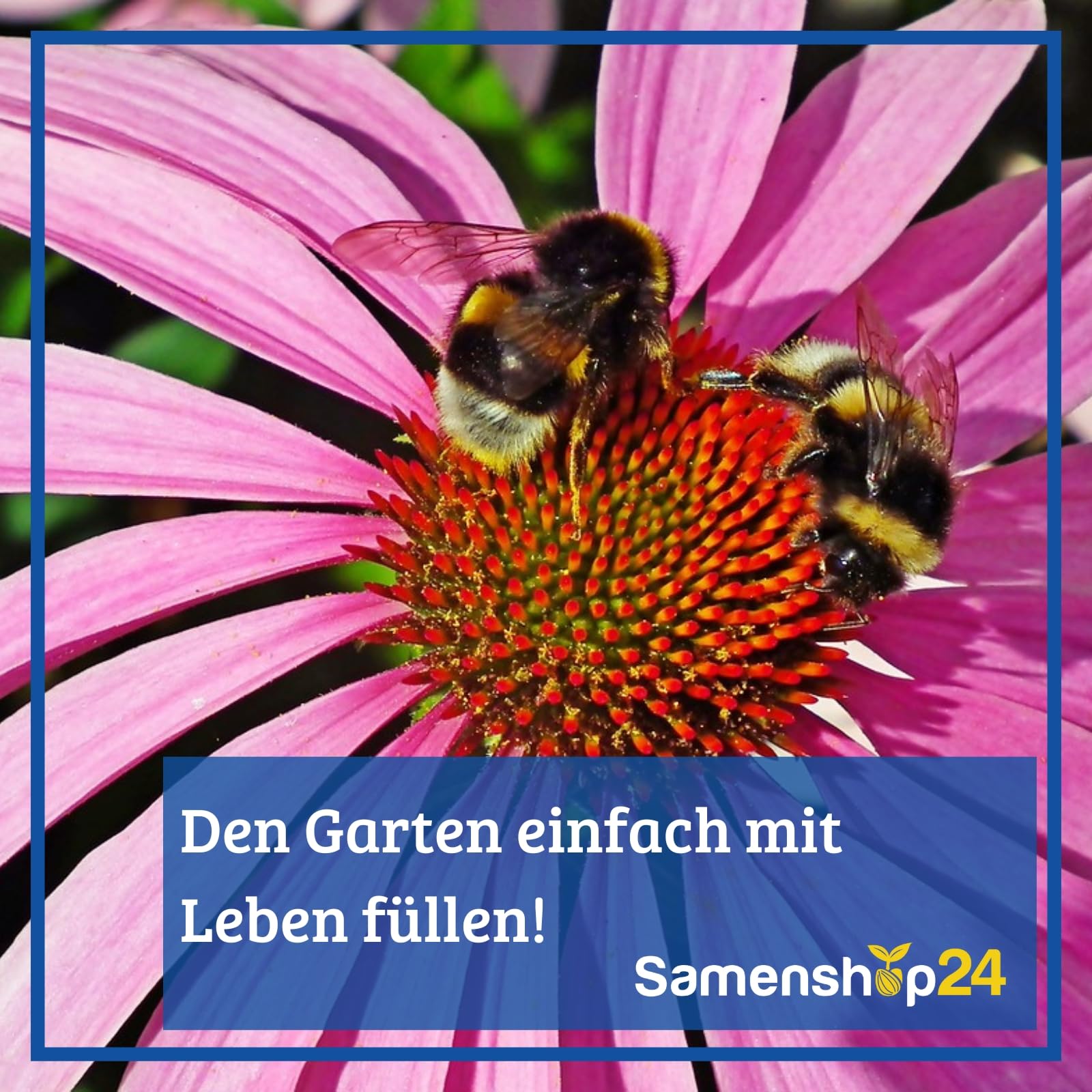 Sommerblumenmischung einjährig niedrige Sorten 1 kg für ca 2000 m², Nektarspender