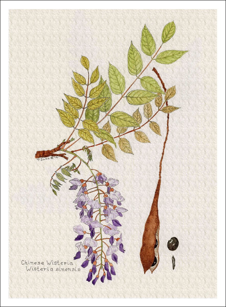絵画 テクスチャーアート wisteria textureart flower 絵画