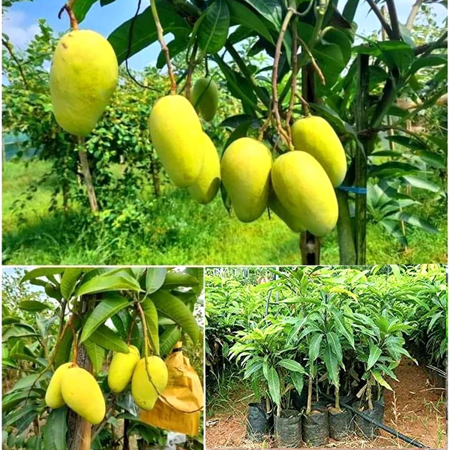 Cloud Farm Thai All Time Mango Hybrid - Grafted Mango Fruit Plant (2-3 Feet) Thailand Baramasi Mango Tree Live Fruit Plant All Season, CF_N1_05 (B0CWGSC6KB) Amazon Price History, Amazon Price Tracker