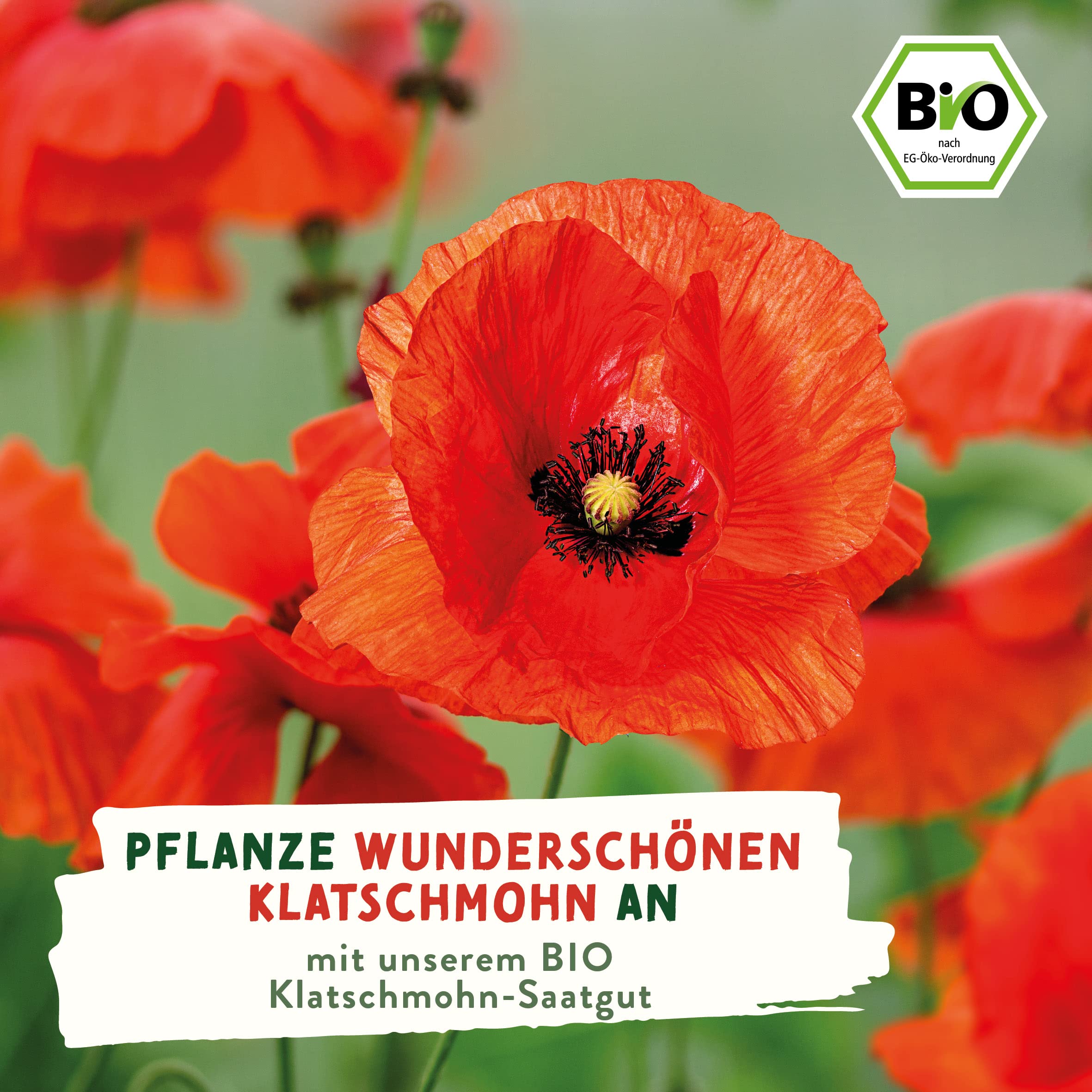 valeaf BIO Mohn Samen I Premium Mohnsamen Samen I Mohn Saatgut fr  Mohnblumen Wiese I Mohn Saat in verschiedenen Varianten (Klatschmohn (BIO))  : Amazon.de: Garten