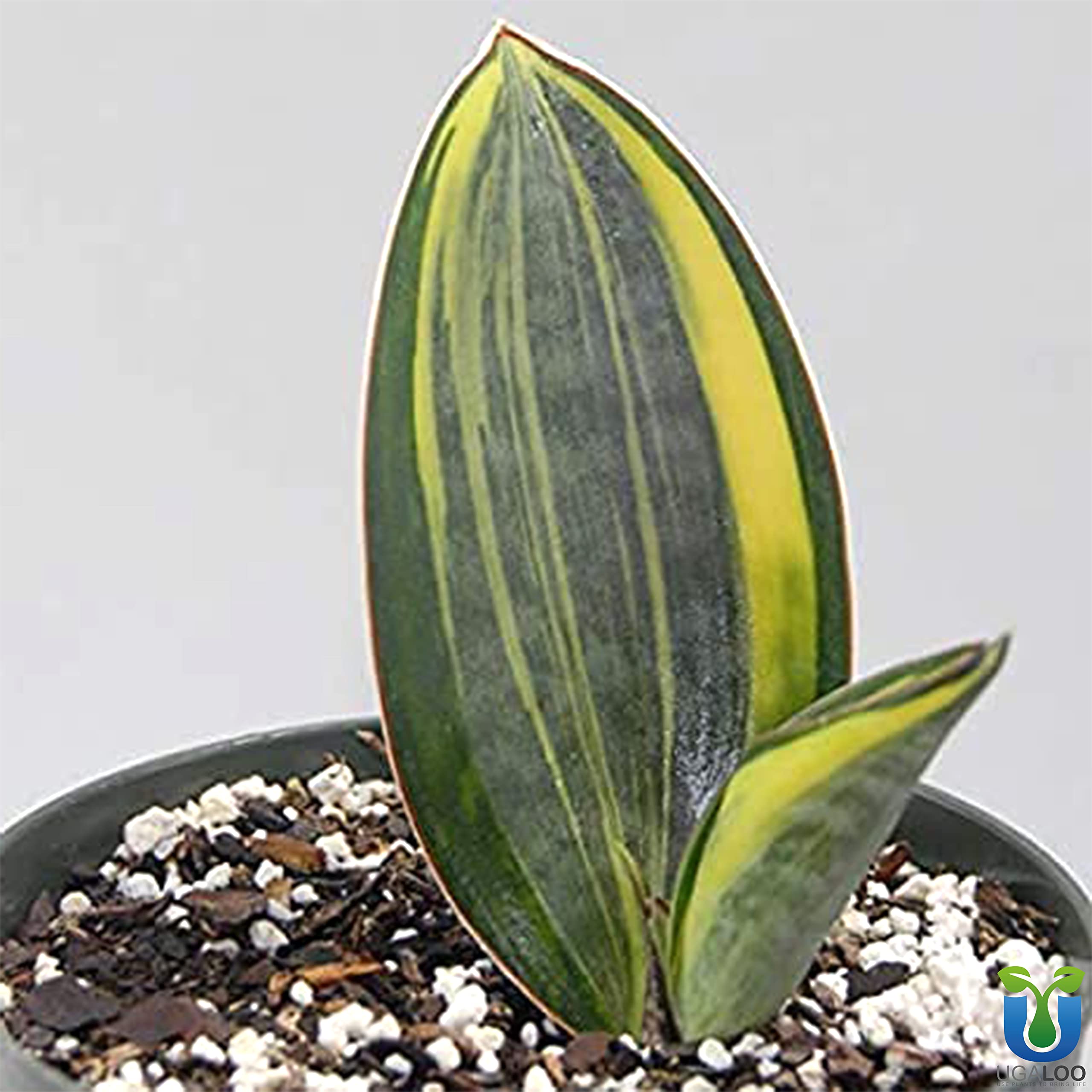 UGALOO Sansevieria Masoniana Whale Fin Snake Plant Air Purifying Variegated (B0B82J2PNR) Amazon Price History, Amazon Price Tracker