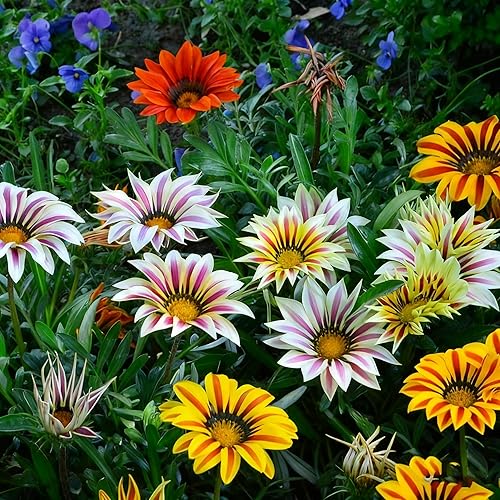 Gazania - Semillas de margaritas para plantar, más de 100 semillas mixtas de Gazania, flor perenne, semillas de Gazania sin OMG para jardín y hogar