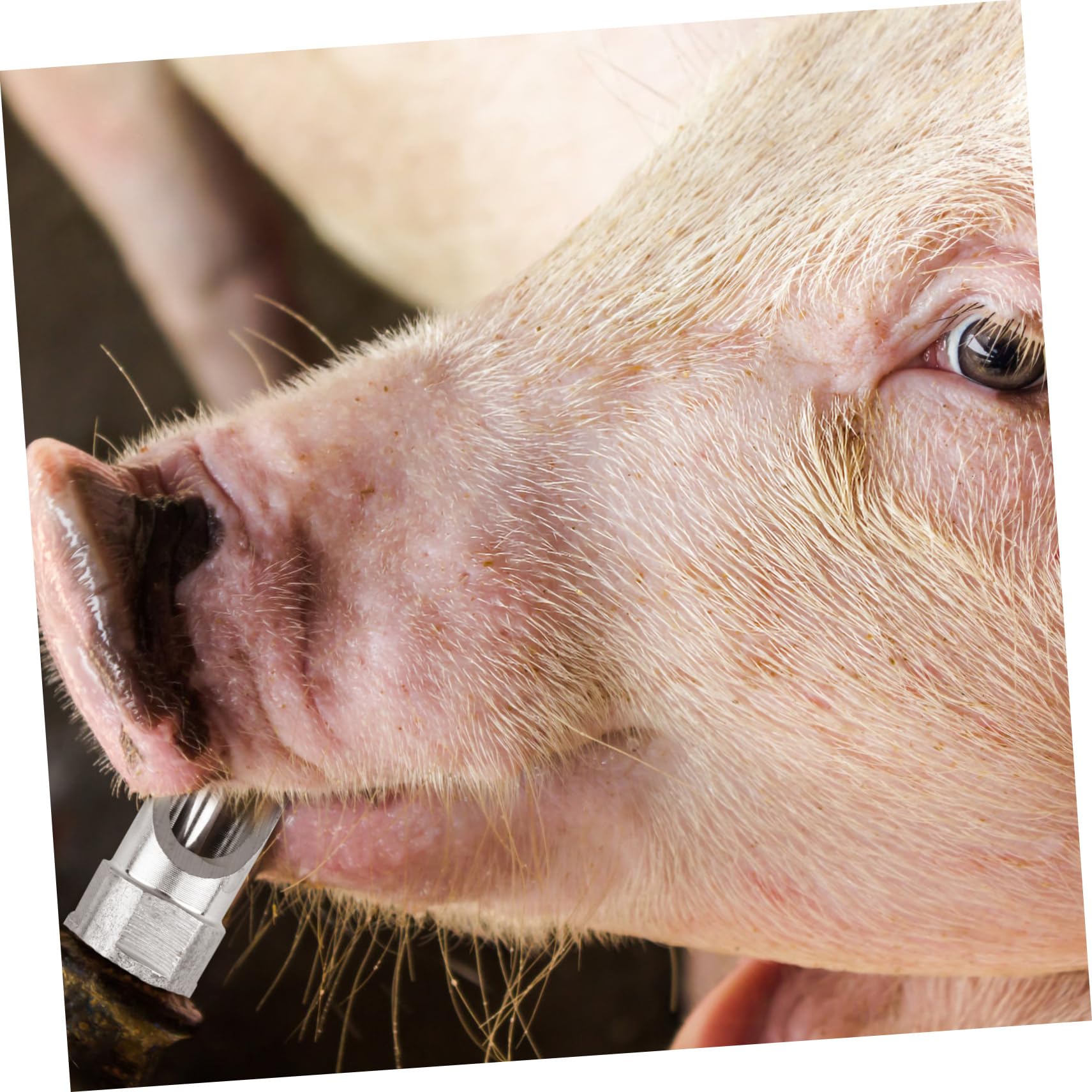 Schweine Wasserspender mit Automatischem Wasserdurchfluss aus Edelstahl 10 Stück und Langer Lebensdauer Nippeltränke für Sauen und Ferkel im Landwirtschaftlichen Einsatz