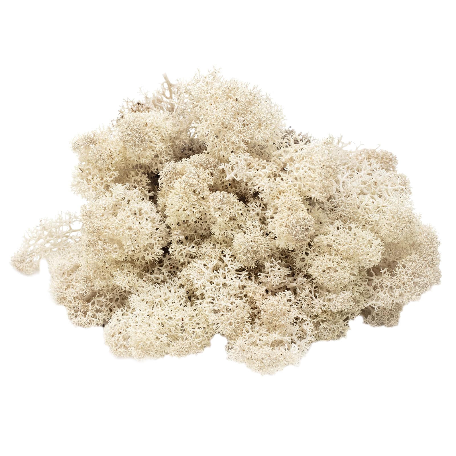 Cartone di muschio islandese naturale, 500 g