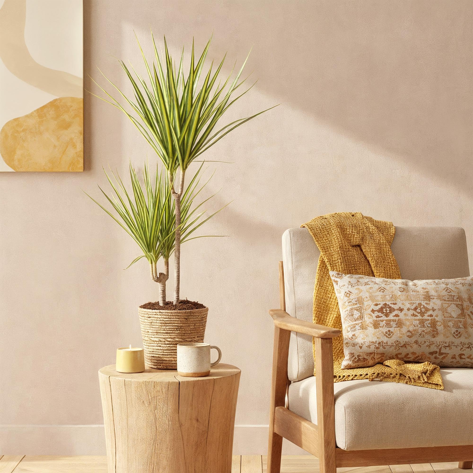 Green boutiQ - Plantes d'intérieur - Dracaena Sunray - Dragonnier - Peu d'entretien - avec panier - Vert - jaune - 1 Plante - Pot 17cm - Hauteur 70-75cm