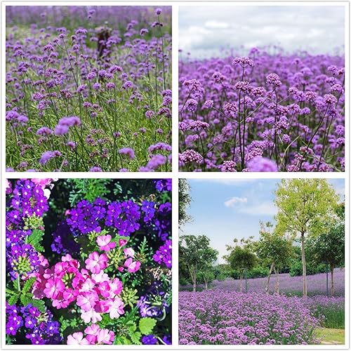 Buroifamily Moss Verbena - Más de 1000 semillas - Flor morada perenne rastrera - USA-1000 piezas