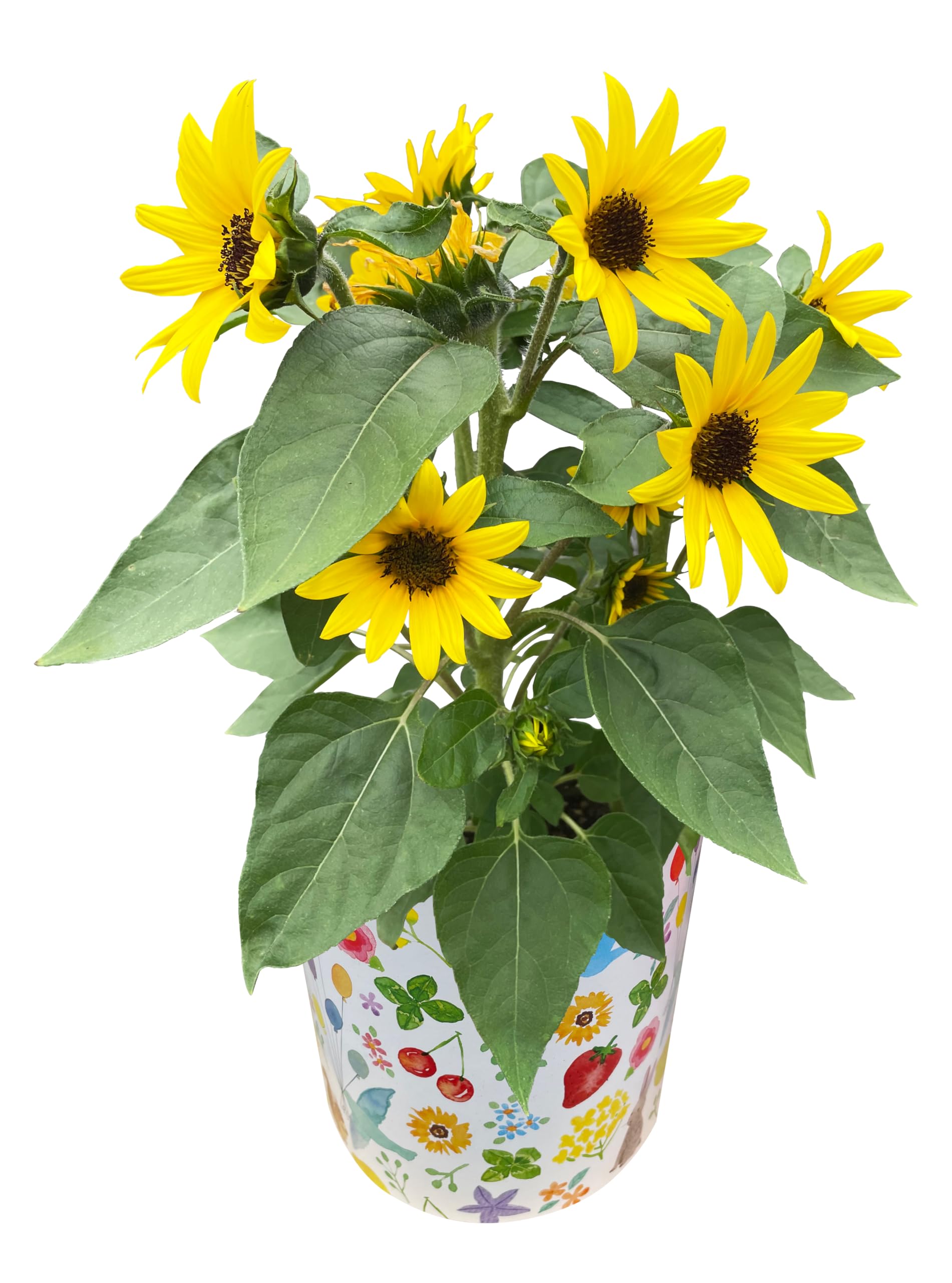Amazon.co.jp: 花のギフト社 父の日 花 ひまわり 鉢植え プレゼント 父