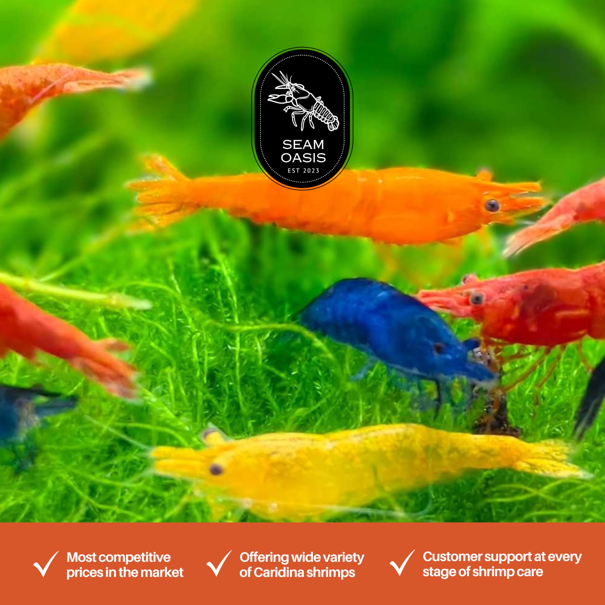Mix Neocaridina Garnelen für lebende Garnelen Süßwasser-Aquarium - Lebendgarnelen-Ankunftsgarantie (50 Stück, gemischt)