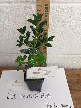 Dwarf Burford Holly