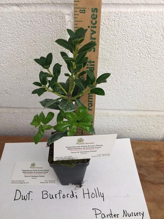 Dwarf Burford Holly