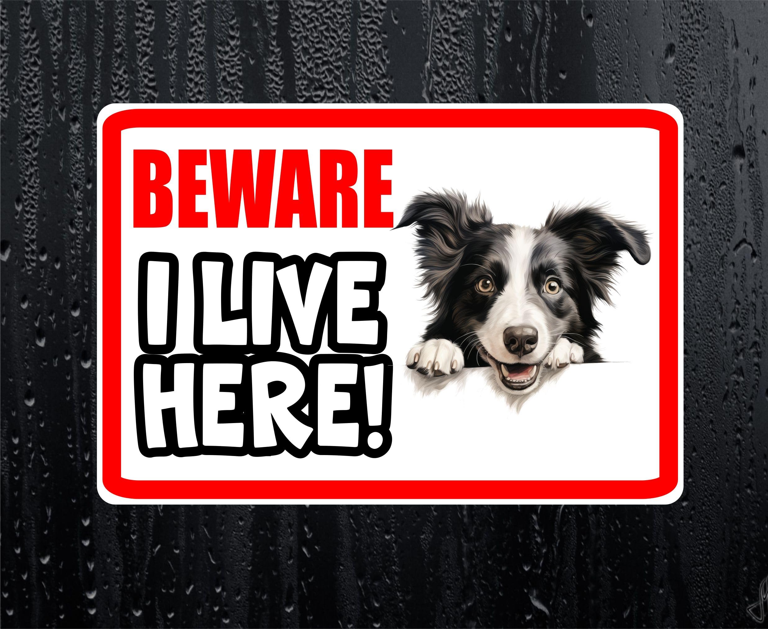 Decalarama White Border Collie Sticker Beware I Live Here House Home Window Door Porch Decal