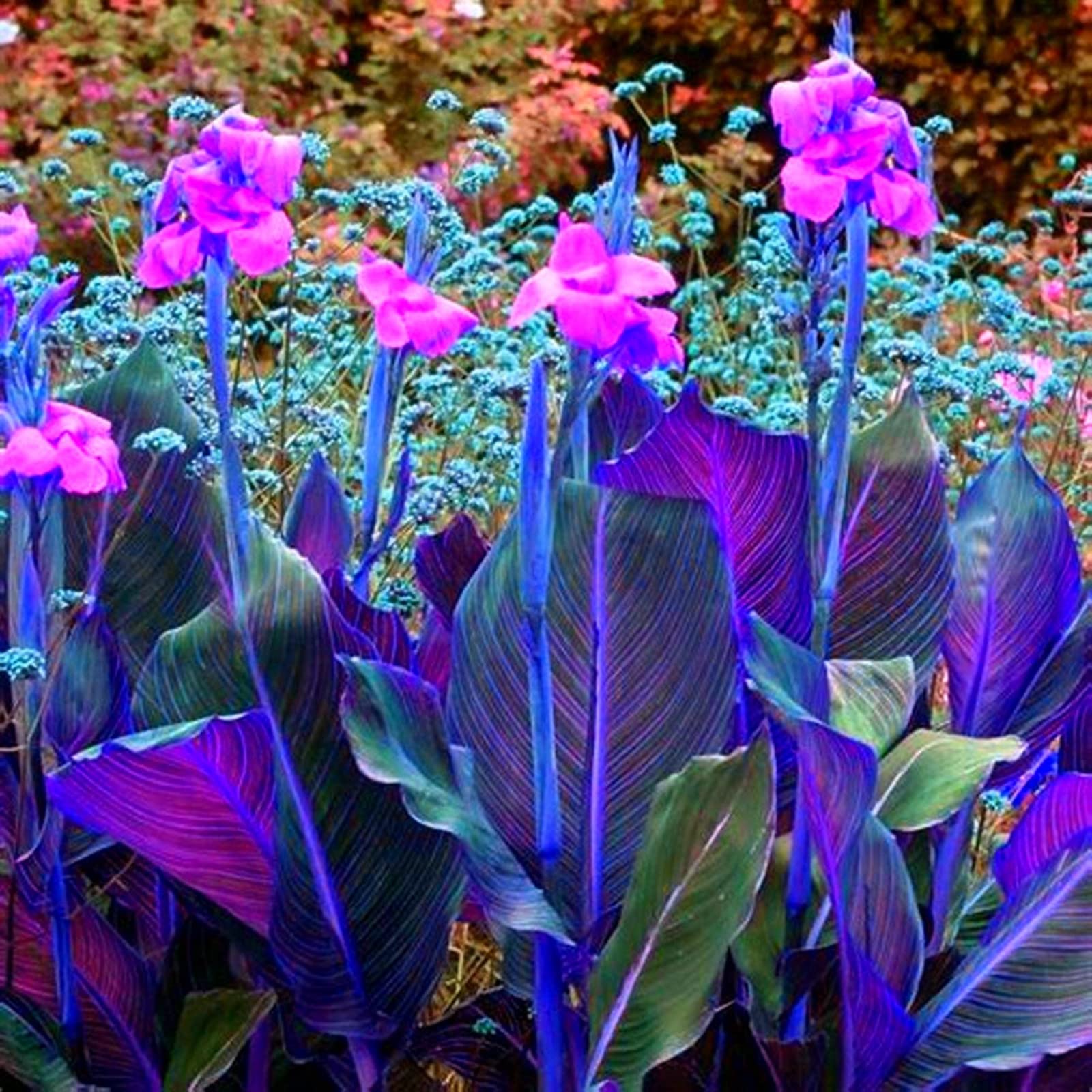 Canna Blumenzwiebeln Winterhart - Indisches Blumenrohr Mehrjährig