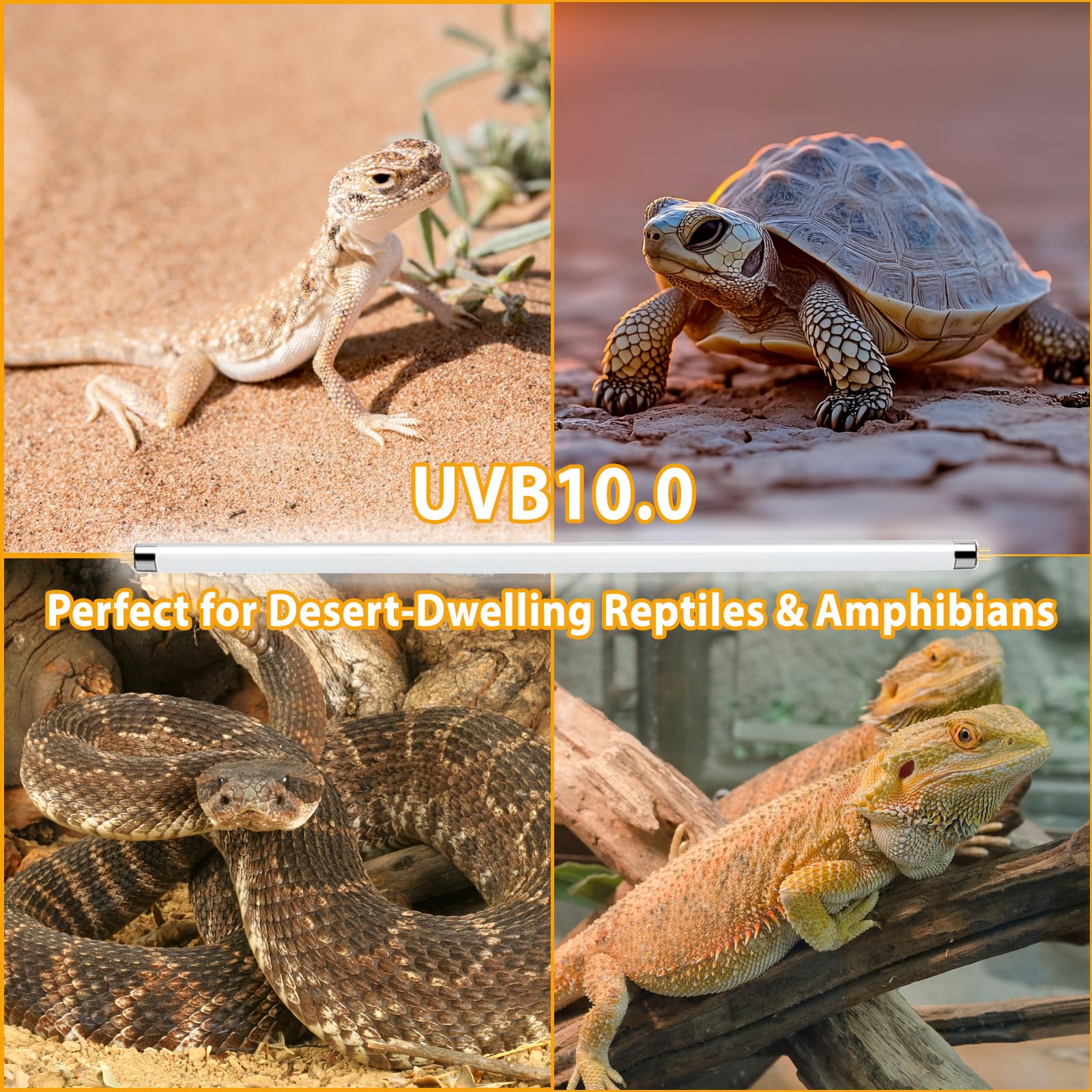 2 Pack T5 HO 10.0 UVB Reptile Bulb 8W, 12-Inch UVA Light for Bearded Dragons, Turtles, Chameleon and Lizards - Fluorescent Lamp Tube for Tropical Desert Lighting (2 Pack T5 8W - 12") 4