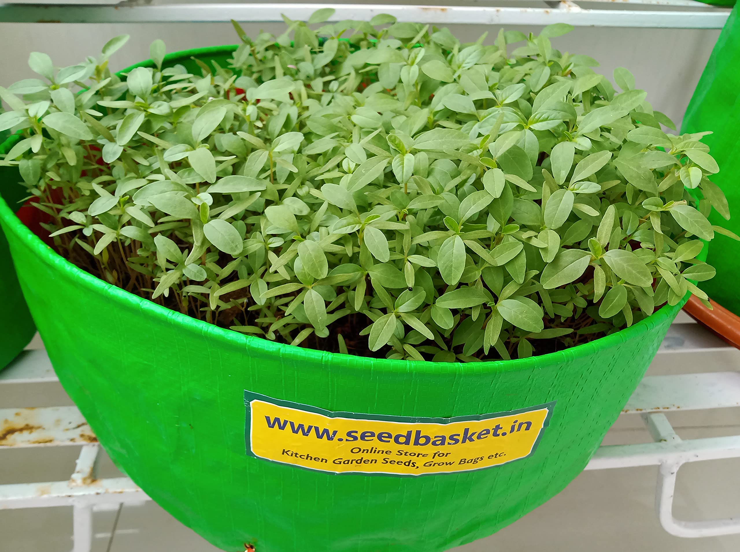 Seed Basket Native/Non-Gmo Siri Kura/Small Amaranth Leafy Seeds For Home Gardening (Pack Of 1400 Seed) With Manual Instruction