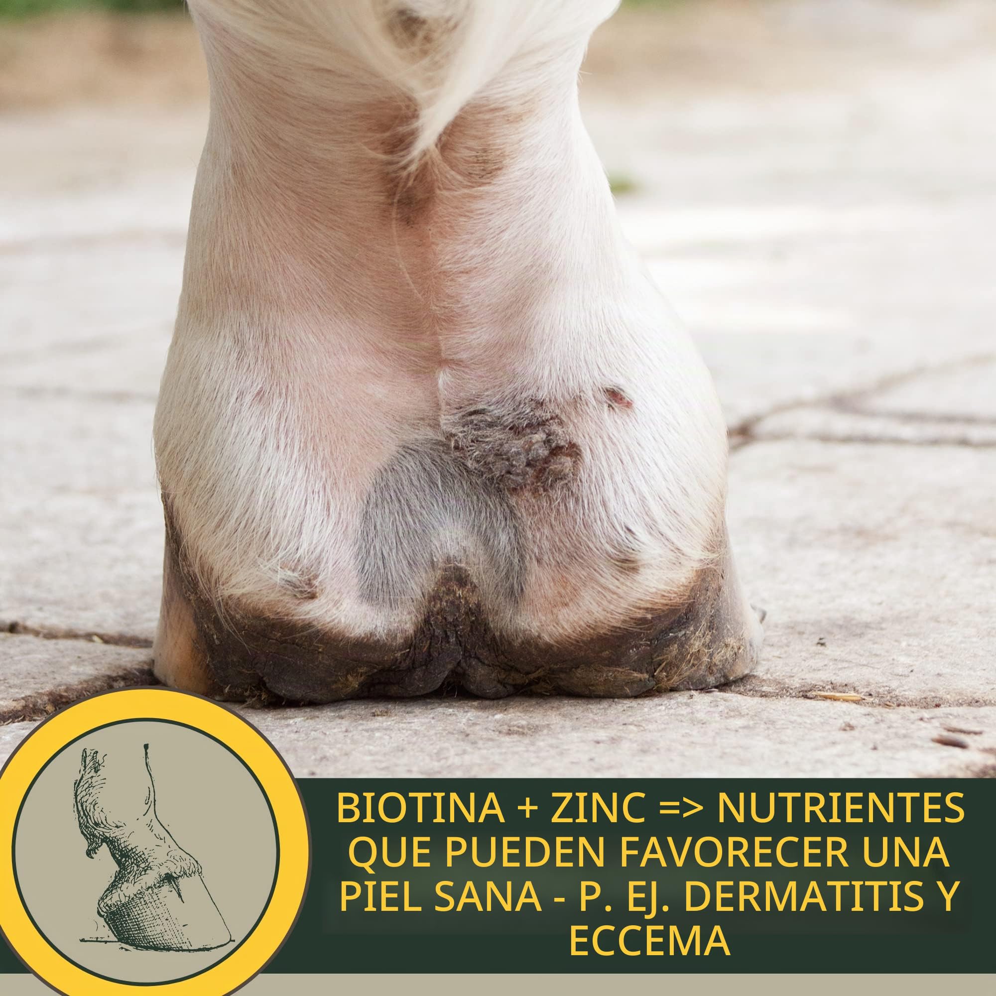 Biotina Caballo + Zinc Caballo Altamente Dosificado 1Kg - Alimento Mineral con Problemas de Pezuñas con Biotina y Zinc I Cura de Pezuñas para Pelo Pezuñas y Crecimiento de Pezuñas I Cambio de Pelaje