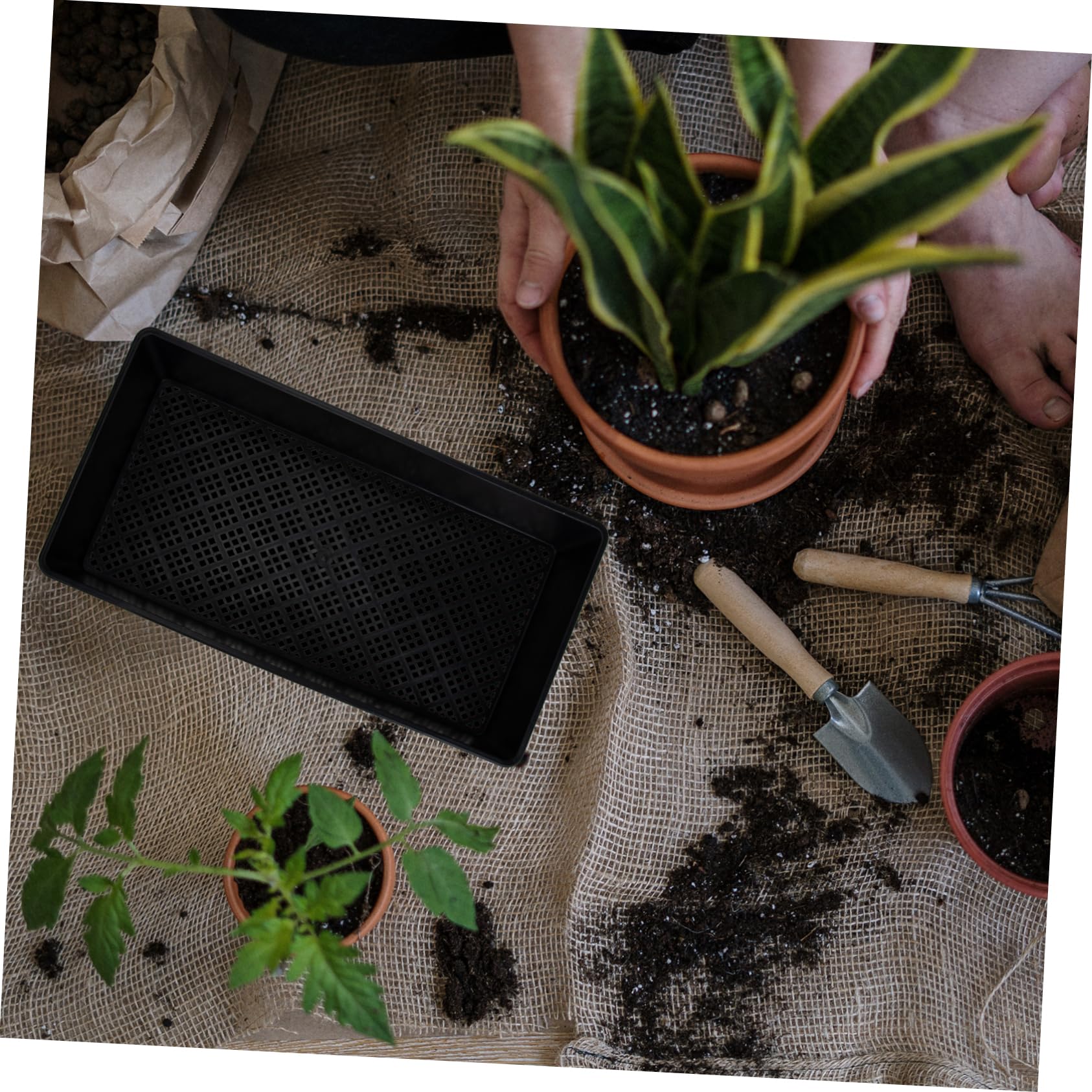 Mipcase 6pièces Lot de Plateaux de Germination à Fond Creux pour Pépinière et Semis de Plantes Micro-pousses
