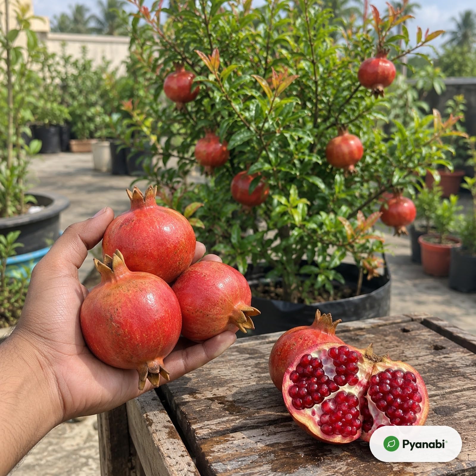 Pomegranate Plant - Grow Your Own! -4