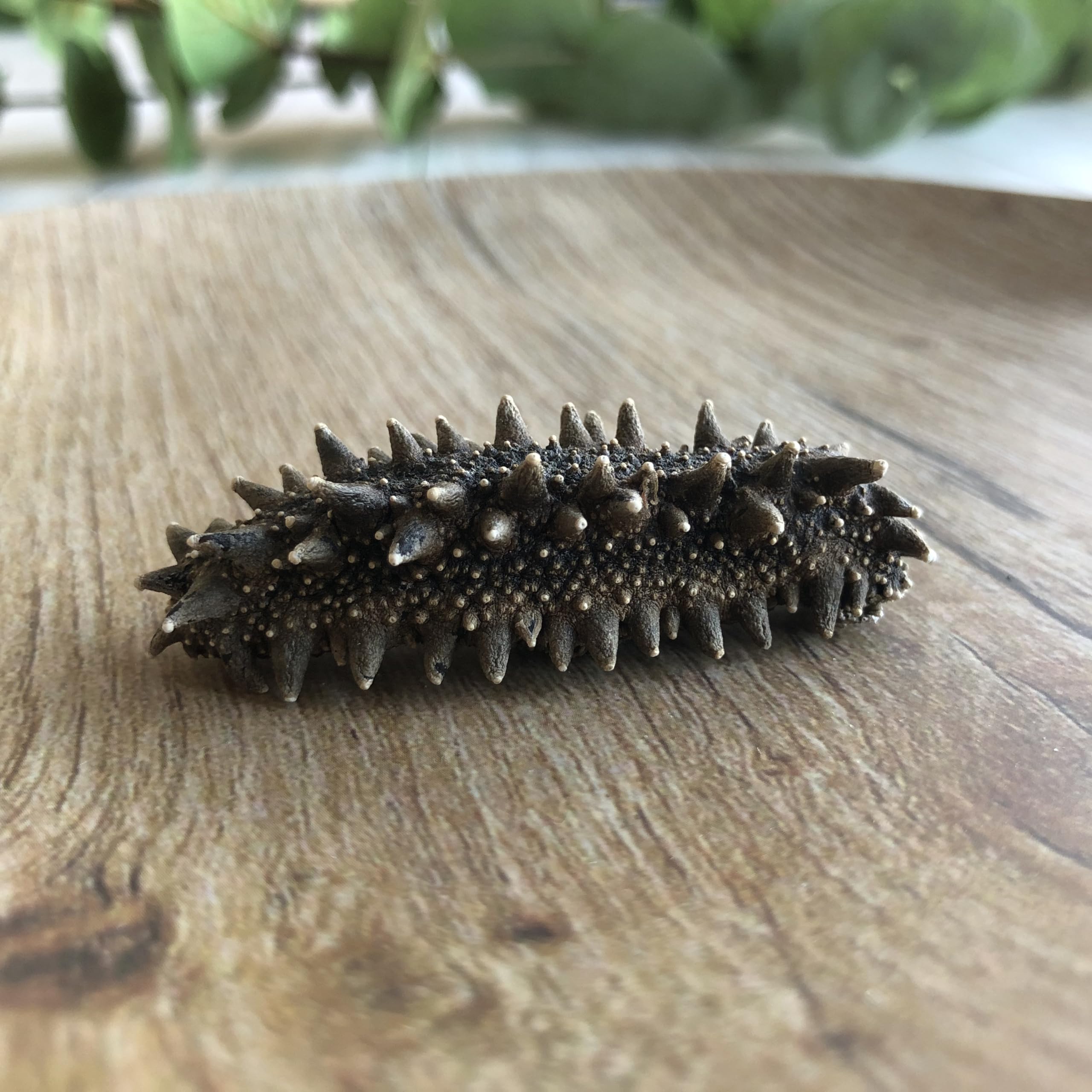 Amazon.co.jp: 【プレミアム】厳選S級品 北海道産 天然 乾燥なまこ