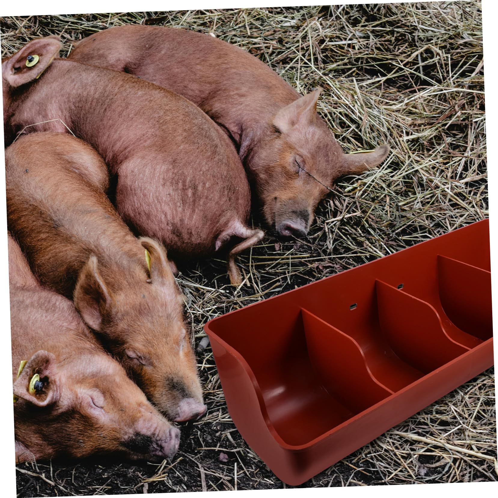 Mangiatoia per Suinetti in Plastica Multi-scomparti, Resistente Agli Urti, Capacità Multipla per Allevamento Suino in Contesto Agricolo