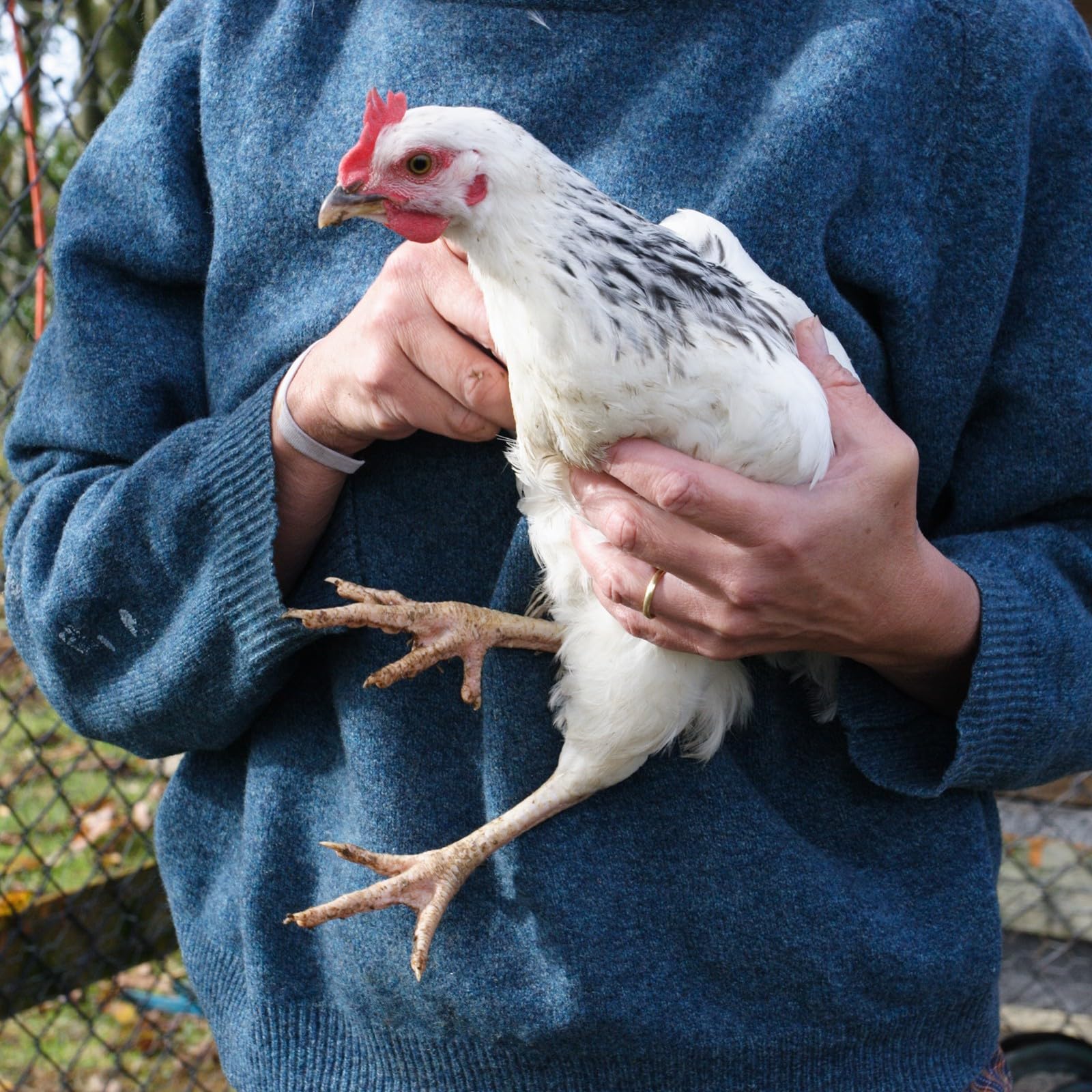 Cône de volaille en acier inoxydable à dos plat pour poulets à griller et dindes de moins de 3,6 kg Outil de traitement de poulet robuste