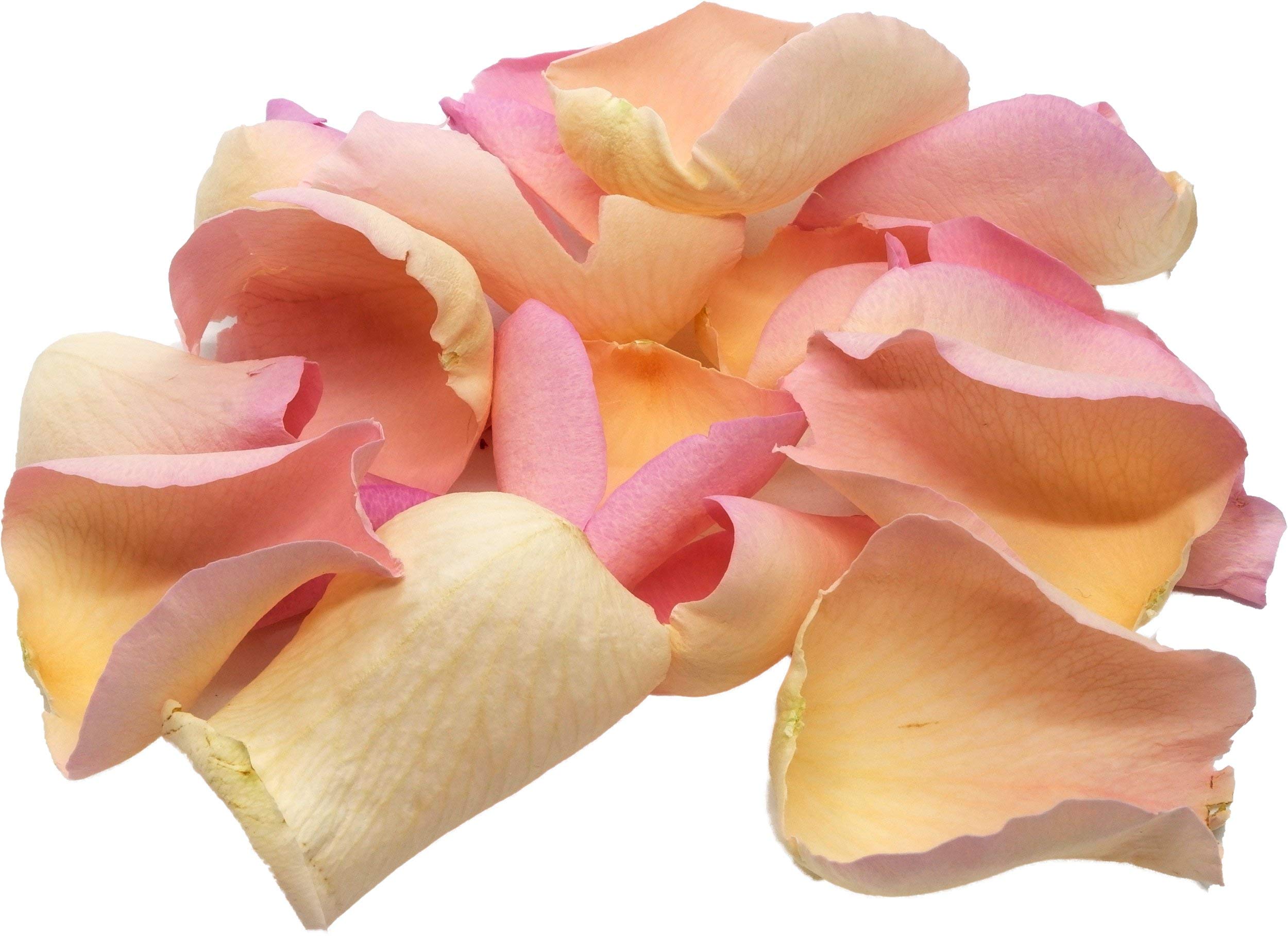 Pétales de rose rose séchés Uncle Roy's pour loisirs créatifs