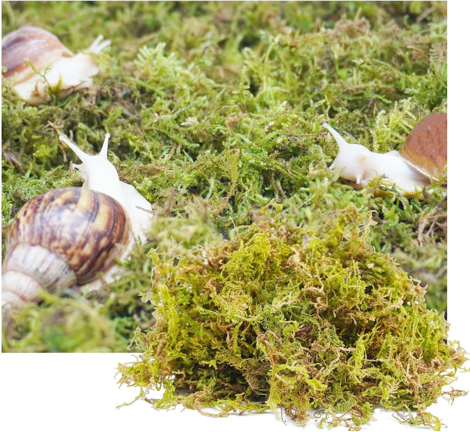 Jinymral 115g Substrat für Haustierschnecken, Einstreu für Schneckenterrarien, Zubehör für Schneckenterrarien, ideal zur Aufrechterhaltung der Luftfeuchtigkeit in Terrarien