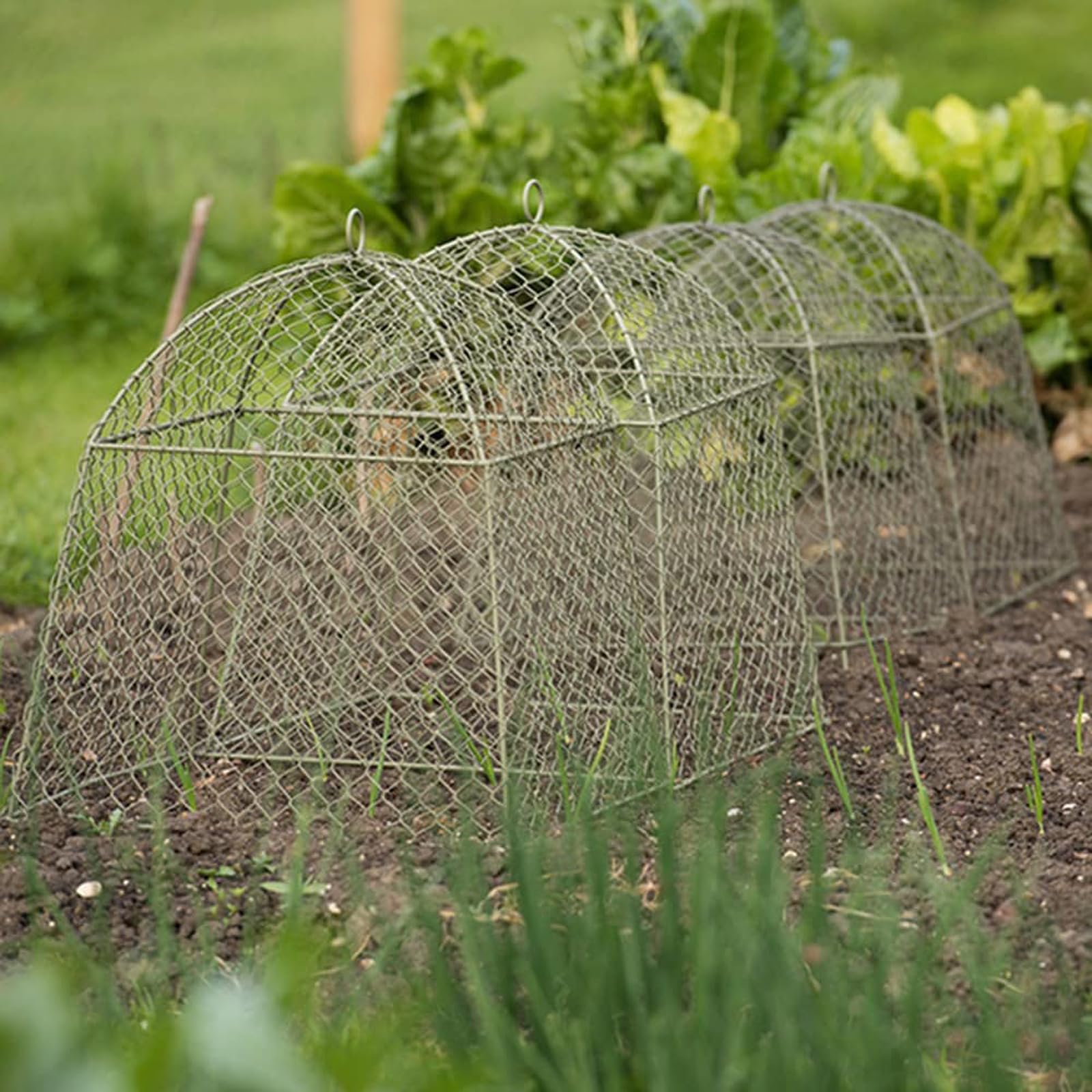 Crocus Collection 47.5cm Wire Mesh Cloche Plant Protector Cover Black Metal Garden Cloche Dome for Plants Animal Protection