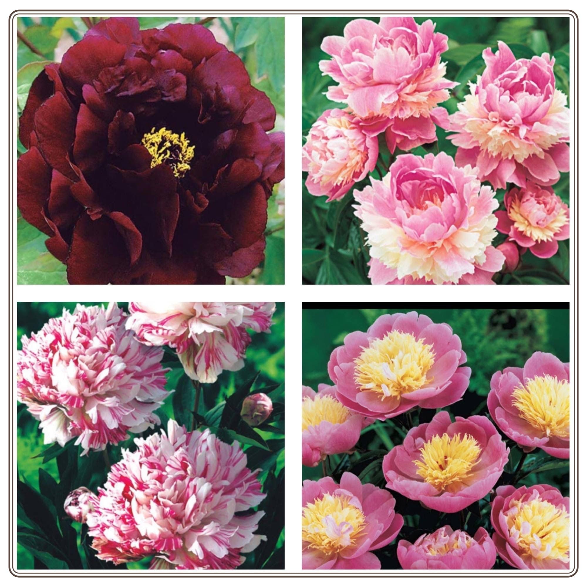 Peony Bulbs,for Yard and Garden Decoration, Freshly Picked Bulbs, Bonsai Plants，Beautiful Perennial Bonsai Plant Garden-1 Bulbs,C