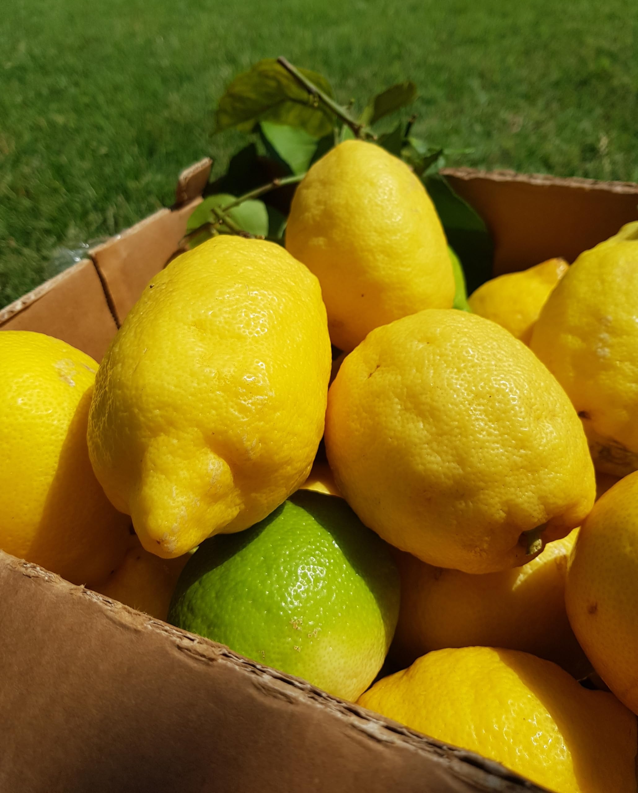 Moschini Farms Limoncello - Liquore Artigianale con Limone di Rocca Imperiale IGP - Made in Italy - Bottiglie Esclusive Numerate a Mano