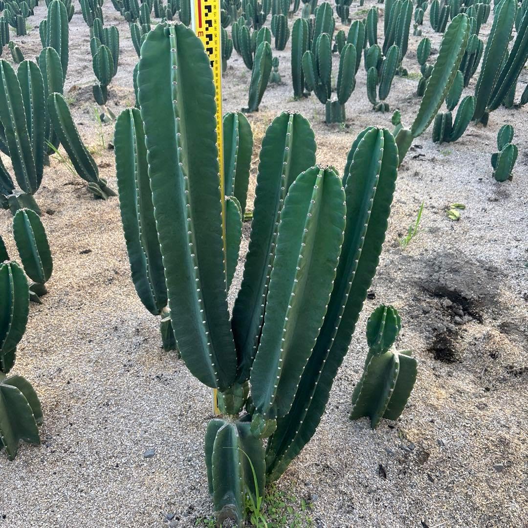 買いOK 柱サボテン 鬼面角 4頭発根 ココスヤシ ブラックボーイ アガベ