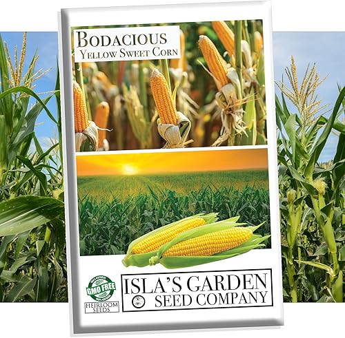 Bodacious RM Sweet Yellow Corn Seeds (Zea mays) – Más de 50 semillas de reliquia sin OMG de Isla's Garden Seeds, granos súper dulces y tiernos, alta
