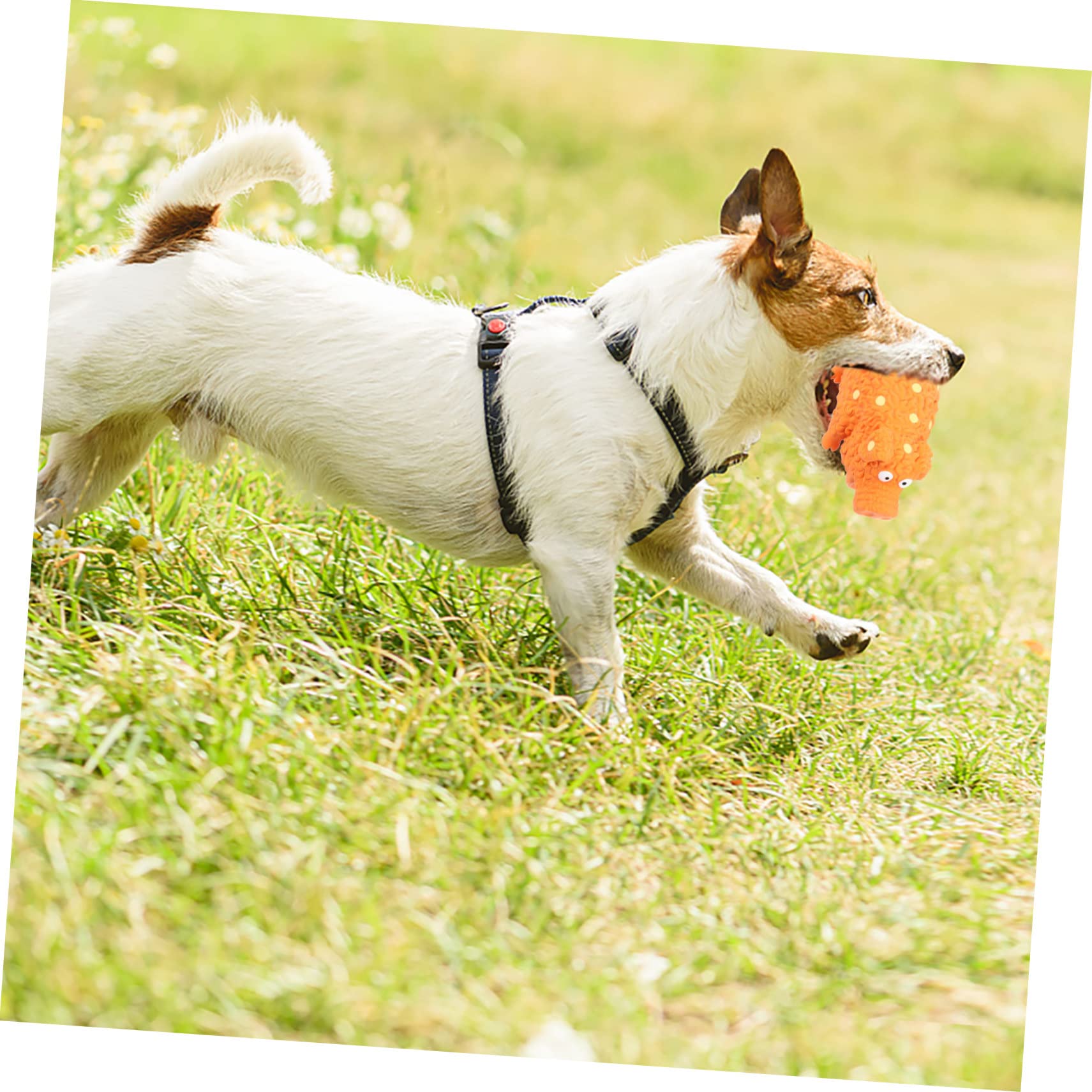 INOOMP 4stücke Teiliges Kauspielzeug Für Hunde Interaktives Latexspielzeug Mit Quietschfunktion Geeignet Für Welpen Und Kleine Hunde Fördert Zahngesundheit Und Spielverhalten
