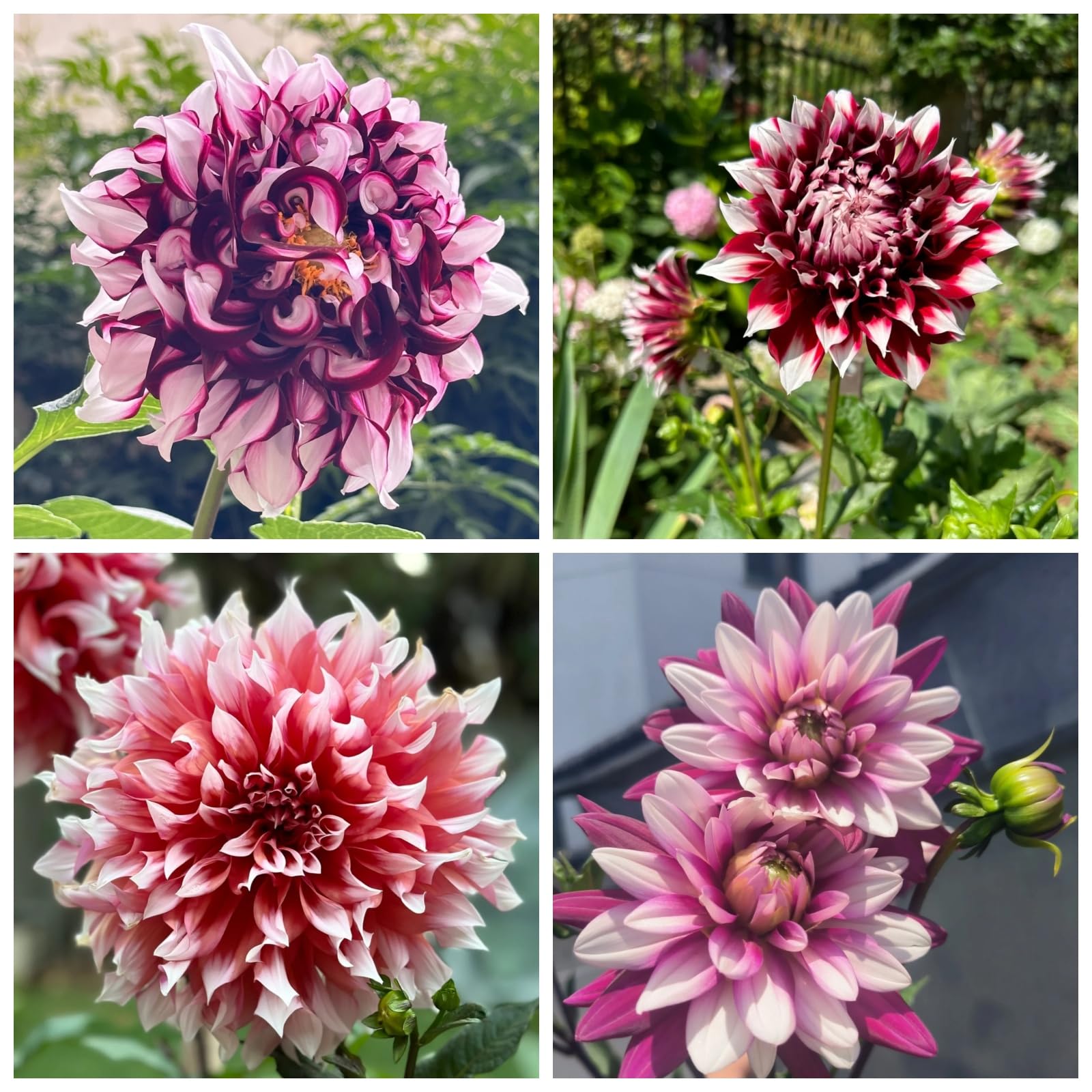 Greening Flower, Natural Organic, Dahlia Bulbs, for Containers, Rare Plants, Easy Plant, Strong Plant, Now UK, Excellent Display, 6bulbs-C