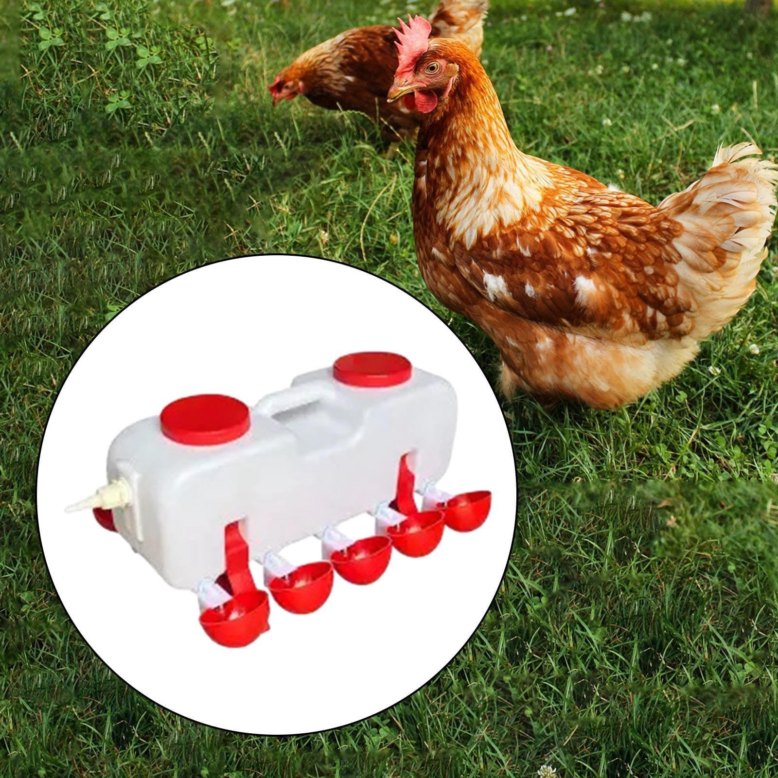 Milageto para Aves Dispensador Taza Cuenco con Automático Ahorra Mantiene de Polipropileno Adecuado para Granjas, automático L