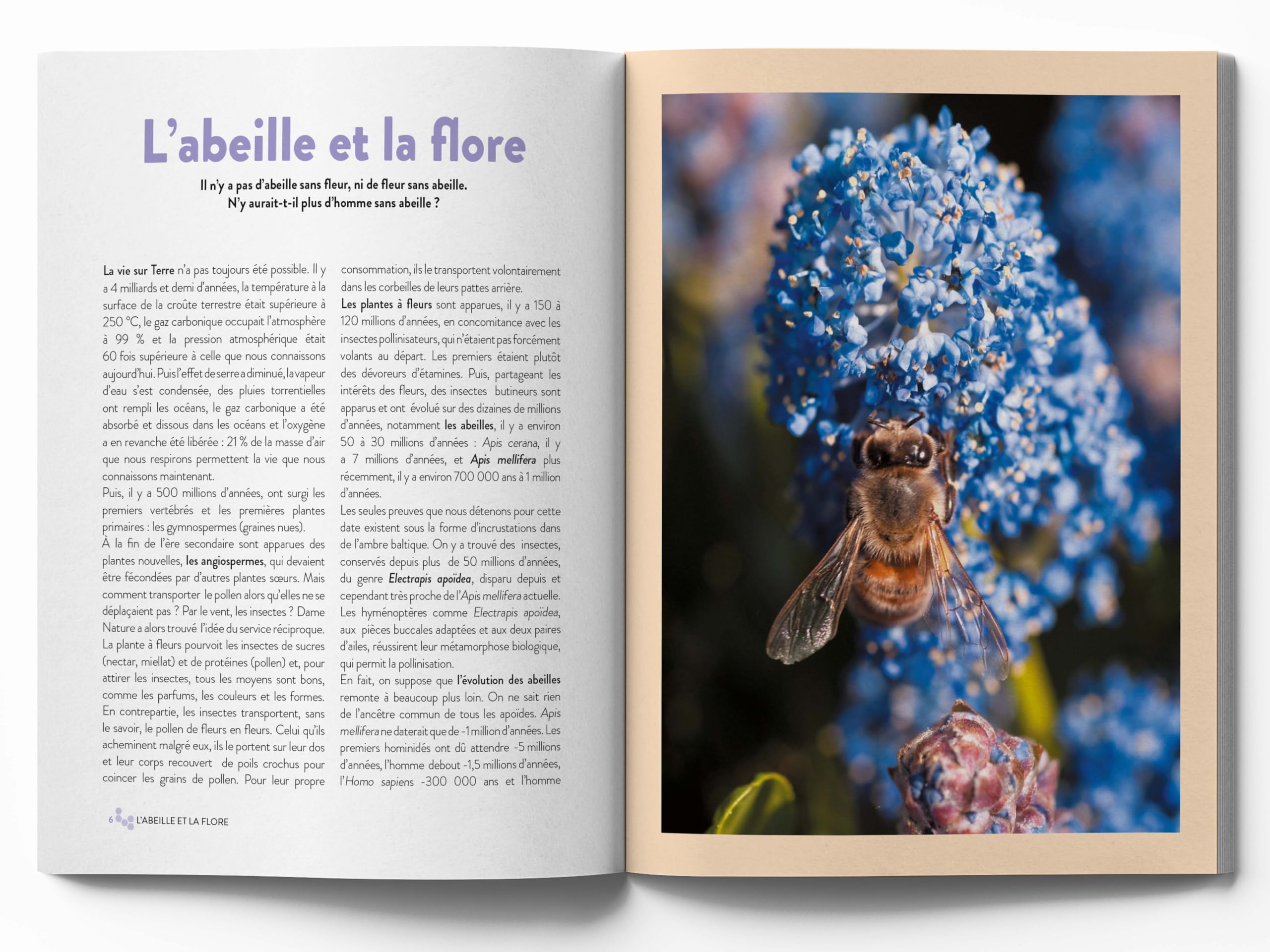 Le grand guide visuel de l'apiculture: Les techniques apicoles pour conduire un rucher