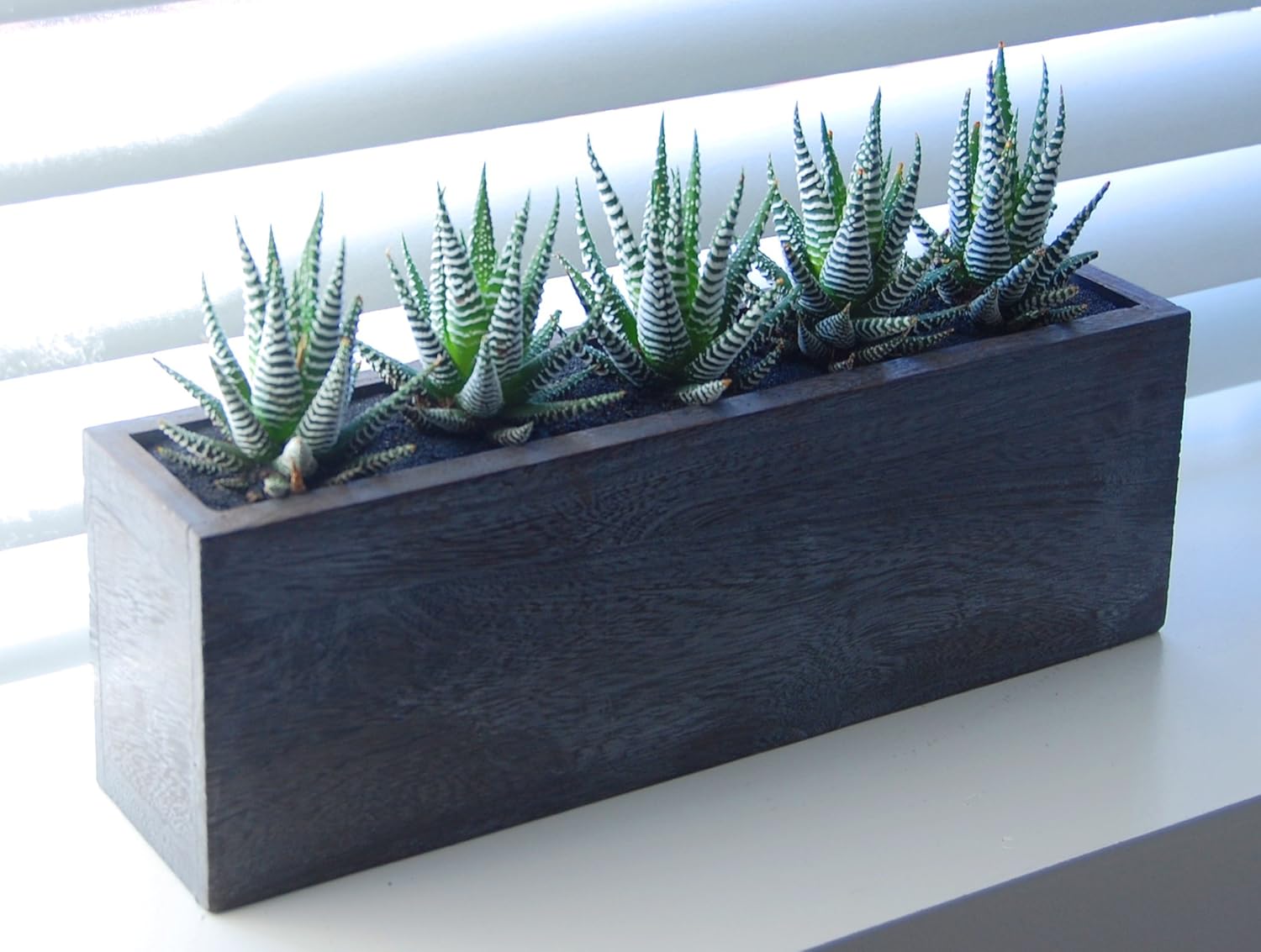 LushModern Zebra Cactus Indoor Planter complete kit Home & Kitchen