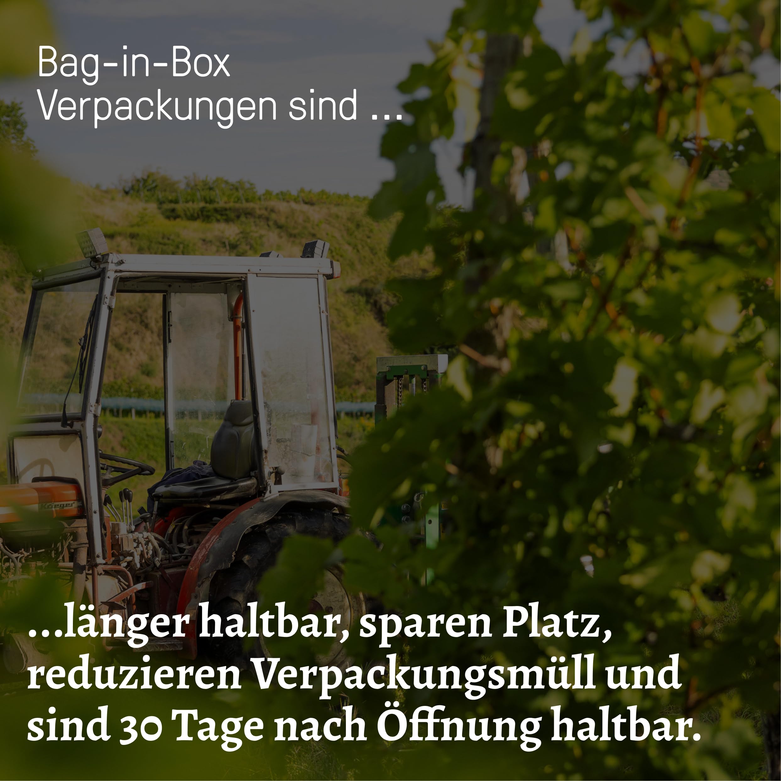 Oberrotweiler Grauburgunder Wein-Box 3 Liter QbA - SILBER 2026 AWC Vienna - zarte Fruchtaromen nach Pfirsich, Apfel und Zitrusfrüchten - Badischer Wein (2 x 3,0 l Bag-in-Box)