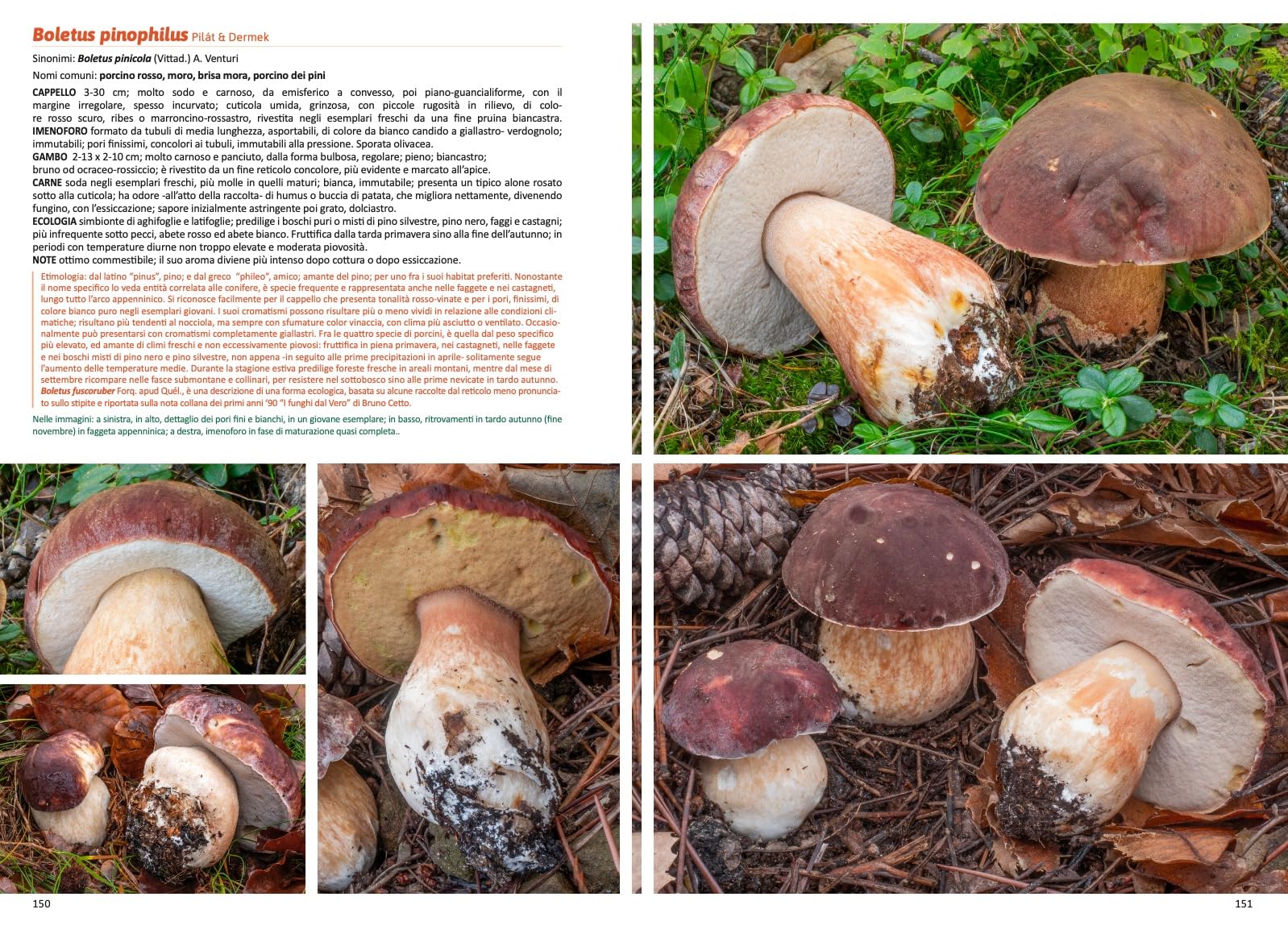 Funghi in Italia. Guida pratica alla ricerca e al riconoscimento