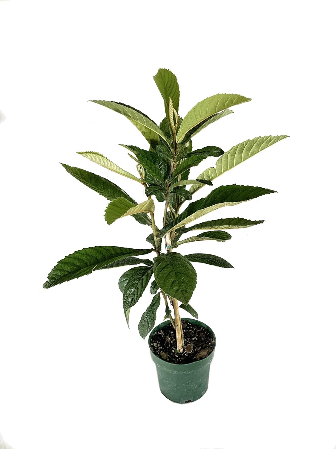 Bronze Loquat Live 6 Inch Plant Eriobotrya Japonica Edible Fruit Bearing